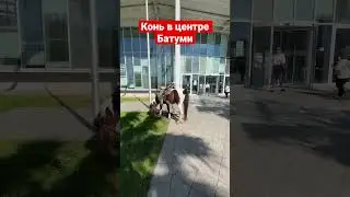 Лошадь в центре Батуми, Грузия, 