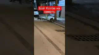 Жесткие драки котов на смерть 😱😱😱, уличные драки с кошками, видео драка кошек 