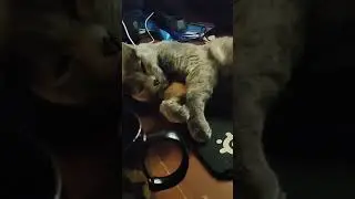Моя новая мышь / Кошка легла на коврик во время стрима 😄