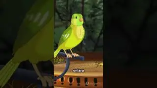 Kuşların Dünyası