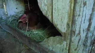 Наседка 1