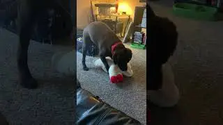 Hercules playing with lamb chop Part 4