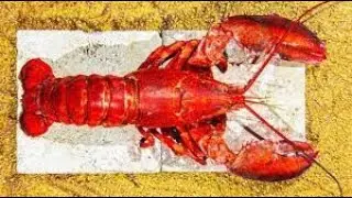 How to cook a lobster at home. Its lots of fun an easy