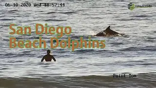 Hikvision HI-Zoom PTZ capture Dolphins playing at San Diego Beach