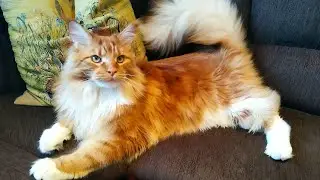 Мейн кун Степа и кот Тихон. Дома все хорошо и котам хорошо.