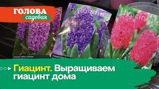 Голова садовая - Гиацинт. Выращиваем гиацинт дома
