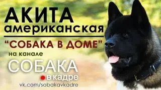 Акита. Воспитание щенка. 