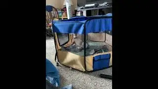 Dobby playing in playpen