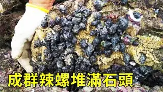 Farms of hot snails piled with stones