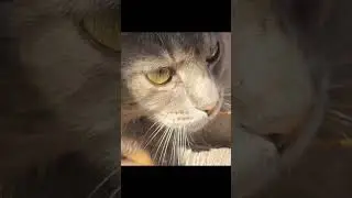 My cat🙈💗/мій кіт🙈💗