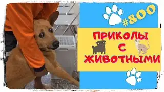 Приколы с Животными 🤣 Смешные Животные 😹 Funny Animals