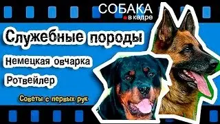 Немецкая овчарка. Ротвейлер. Советы с первых рук.