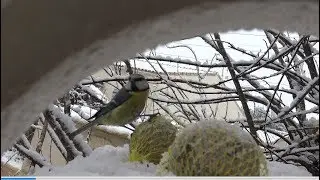 Les mésanges sous la neige
