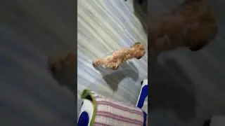 Chuchu Ang bagong BidaBest ng Bahay