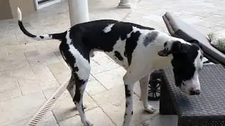 This Dog tries Convinces a Great Dane to Jump in a Pool 🤣
