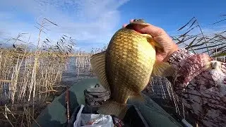 Хитрые караси отказывались ехать со мной!!!!