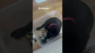 Видео выполнено профессионалами ✅ сама забралась в контейнер и так напугала меня 🙈