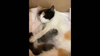 Принимаю заказы на котят