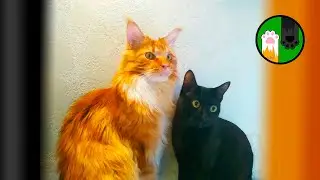 Мейн кун Степа и кот Тихон. Поохотились, подкрепились, поспали.