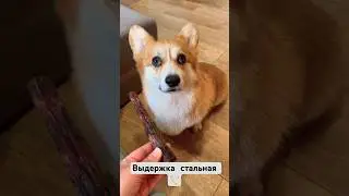 Собачья жизнь🤍