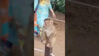 Temple monkey(1)