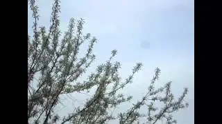 Одесса , реконструкция битвы за Берлин 6 мая 2012