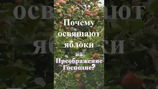 Почему освящают яблоки на Преображение Господне? Священник Антоний Русакевич