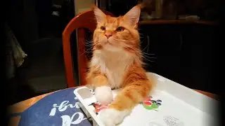 Мейн кун Степа и кот Тихон. Мамины помощники.