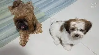 bored dogs chu-chu,chamba & chambe cute