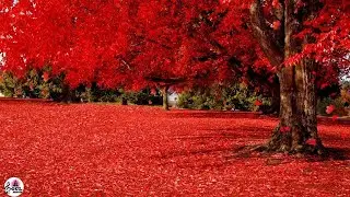🍁 Peaceful Relaxing  Instrumental Music,Meditation Music 