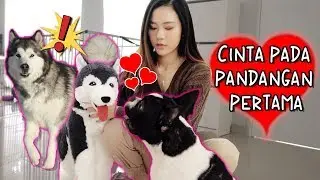 REAKSI TABI-TABI KETEMU TEMEN BARU!!! LUCU BANGET