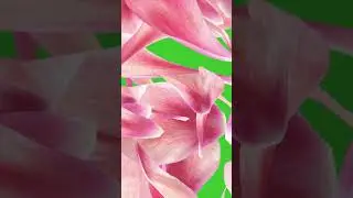 Bloom Petals Transition on Green Screen Background | HD | FREE DOWNLOAD