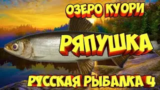 русская рыбалка 4 - Ряпушка озеро Куори - рр4 фарм Алексей Майоров russian fishing 4