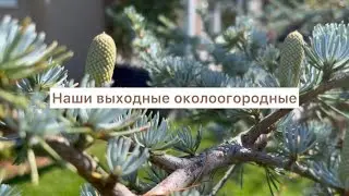 Наши выходные в США околоогородные.