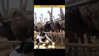 How Strong & Giant is a Ostrich Egg? #shorts