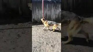 Норд, место!