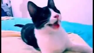 Funny Cat Playing Fetch -  Must See