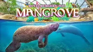 Zoo Tours: Mangrove | Royal Burgers' Zoo