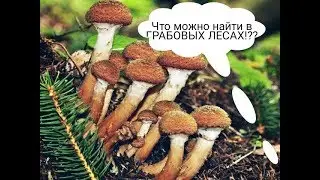 Сбор грибов! Сбор грибов 30.09.2017.Что скрывается в ГРАБОВО - БЕРЕЗОВЫХ лесах???