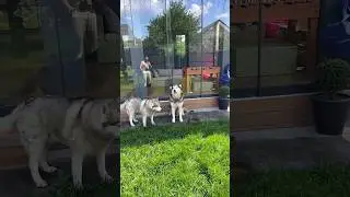 Ядовитая Кобра заползла к Собакам во Двор!