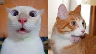 😹Коты 2022 смешные котики. 😹Приколы с котами до слез. Я СМЕЯЛСЯ ПОЛЧАСА 😹Funny cats tiktok 2022-2021