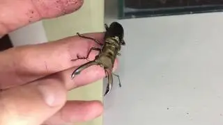 Cyclommatus Metallifer