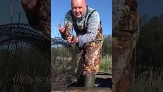 Дикие раки и как их поймать на неизвестном Вам водоеме.