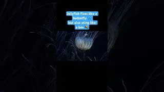 Stinging Beauties of the Sea | #DeepLook #Shorts