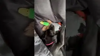 Думала, так делают только кошечки😂 