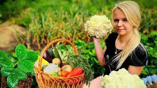Молодая СЕМЬЯ ИЗ ДЕРЕВНИ собрала ПЕРВЫЙ УРОЖАЙ и рассадила ПОЛ ТЫСЯЧИ САЖЕНЦЕВ КЛУБНИКИ