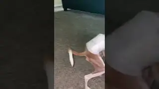 Dobby running and playing Part 2