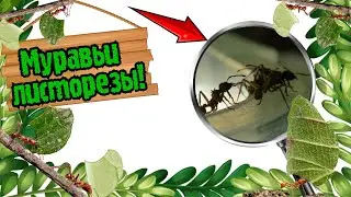 😱🌿ЭТИ МУРАВЬИ РЕЖУТ ЛИСТЬЯ И РАСТЯТ ГРИБ! Обзор муравьёв-листорезов acromyrmex octospinosus