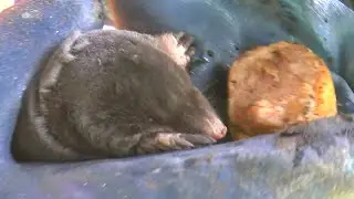 🐭Как поймать КРОТА на КОЛБАСКУ ? Поймал крота, накормил, показал, отпустил в норку.