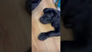 Не дали поспать 😭 